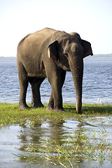 Image showing Young elephant in the national park