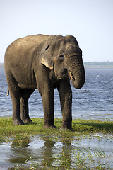 Image showing Young elephant drinking water in the national park