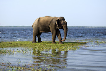 Image showing Young elephant in the national park