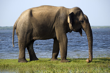 Image showing Young elephant in the national park