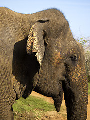Image showing CLose-up of a young elephant in the national park