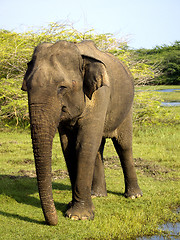 Image showing Young elephant in the national park