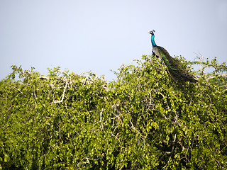 Image showing Peacock sitting on a tree at the Bundala National Park 