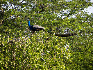 Image showing Peacock sitting on a tree at the Bundala National Park 