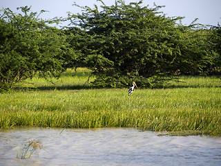 Image showing Bundala National Park in Sri Lanka