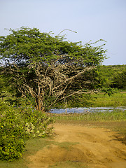 Image showing Bundala National Park in Sri Lanka