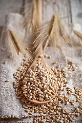 Image showing wheat grain in wooden spoon 