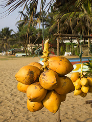 Image showing Coconuts hanging on a stand at the beach