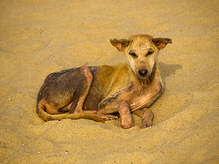 Image showing Stray dog at the beach