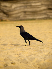 Image showing Black raven at the beach