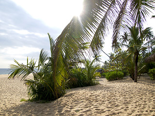 Image showing Palms at the beach