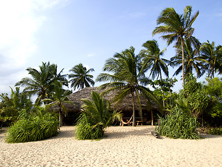 Image showing Palms at the beach