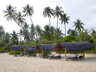 Image showing Palms at the beach