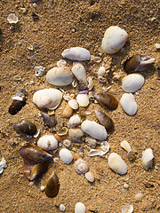 Image showing Shells in the sand