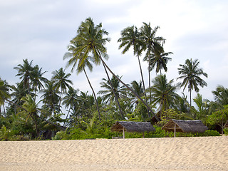 Image showing Palms at the beach