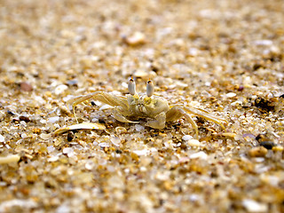 Image showing Beige crab in the sand