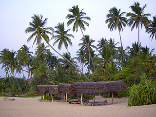 Image showing Palms at the beach