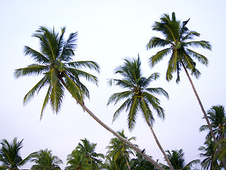 Image showing Palms at the beach