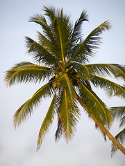 Image showing Green palm at the beach