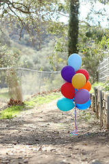 Image showing Balloons Outdoors at a Celebration with Copy Space