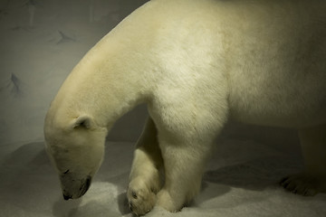 Image showing Polar Bear