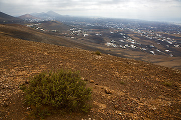 Image showing home  bush timanfaya spain plant flower 