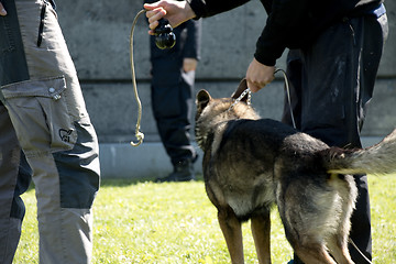 Image showing Police Dog