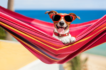 Image showing dog on hammock