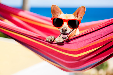 Image showing dog on hammock