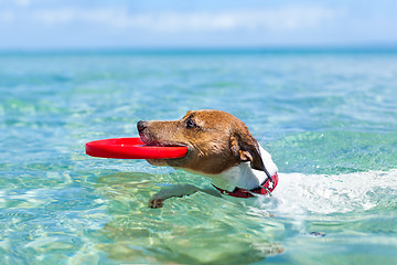 Image showing dog frisbee