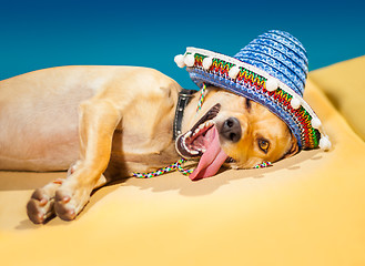 Image showing drunk mexican dog