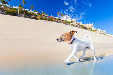 Image showing dog running 