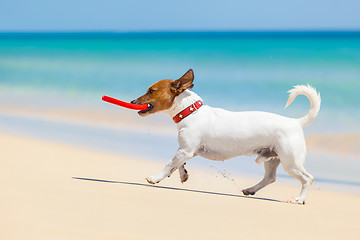 Image showing dog frisbee