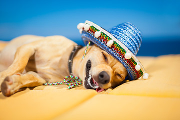 Image showing drunk mexican dog