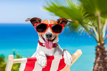 Image showing summer vacation dog