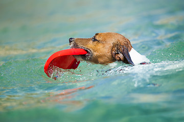 Image showing dog frisbee