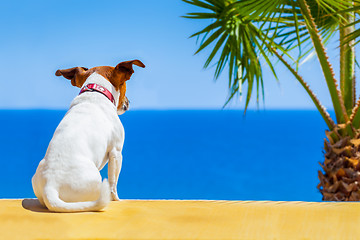 Image showing dog watching