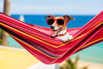 Image showing dog on hammock