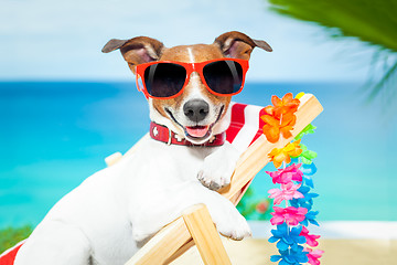 Image showing dog summer vacation