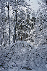 Image showing Snowy forest in winter