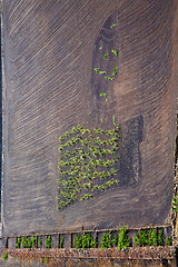 Image showing anzarote spain la geria vine 