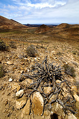 Image showing in los volcanes lanzarote spain plant flower  