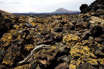 Image showing wood plant  bush timanfaya  los volcanes  