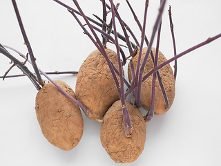 Image showing Potato sprout