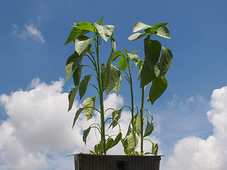 Image showing Plug pepper plant