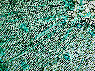 Image showing Pine Wood micrograph