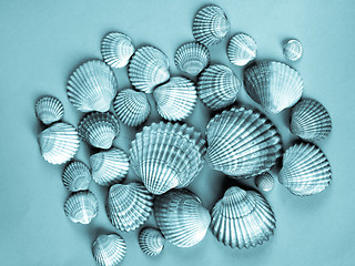 Image showing Shells