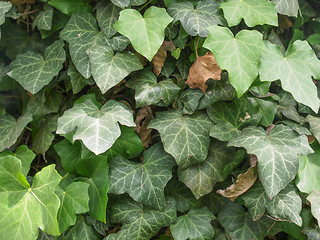 Image showing Ivy leaves