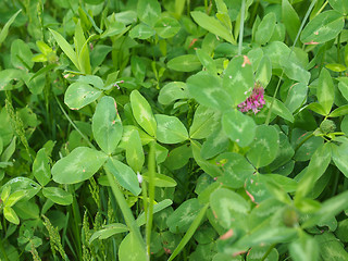 Image showing Shamrock