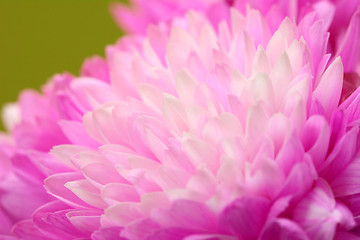 Image showing Macro of pink chrysanthemum flower